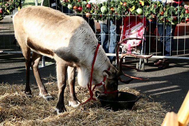 Father Christmas and his reindeer visit Middleton