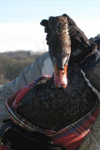 The oil covered swan rescued with  a blanket