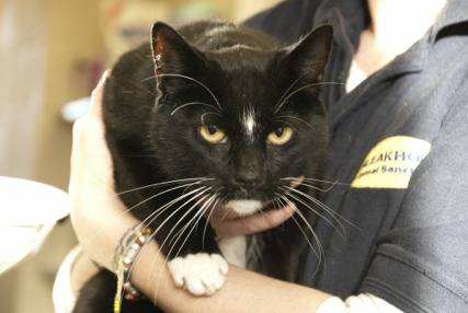 Tiny Tim one of the four cats abandoned in two cat carriers on the road leading to Bleakholt