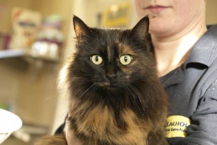 Tinsel one of the four cats abandoned in two cat carriers on the road leading to Bleakholt