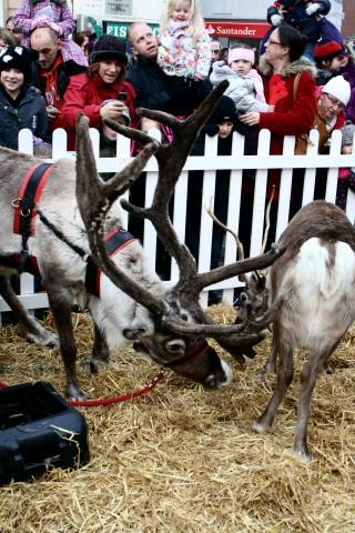 Rochdale reindeer parade - 2010
