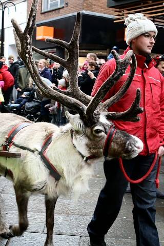 Rochdale reindeer parade - 2010
