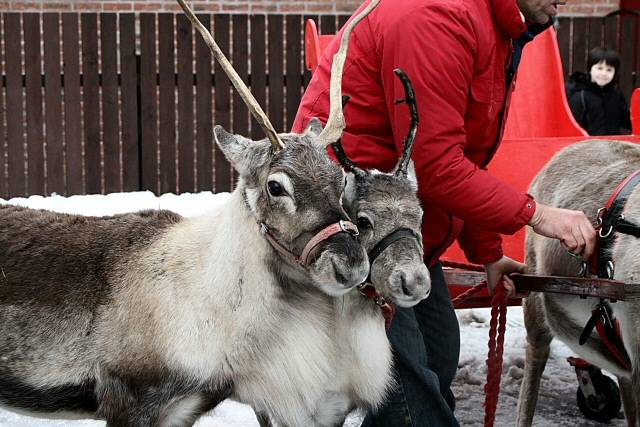 Rochdale reindeer parade - 2010
