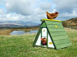 Hen house 