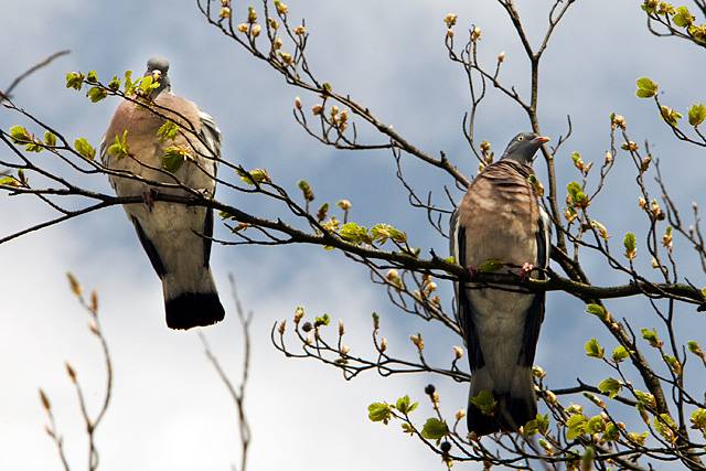 Wood pigeons