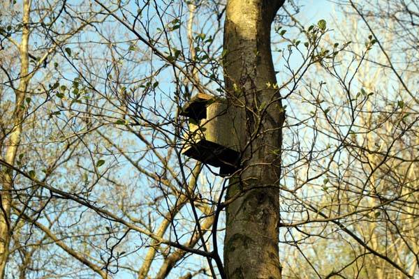 Many birds, such as tits and wrens, use nestboxes as safe places to sleep through the autumn and winter