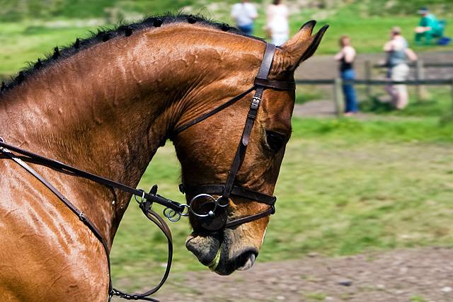 Rochdale Riding Club cross country and show jumping 