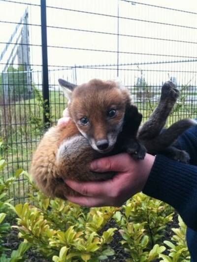 William the fox cub