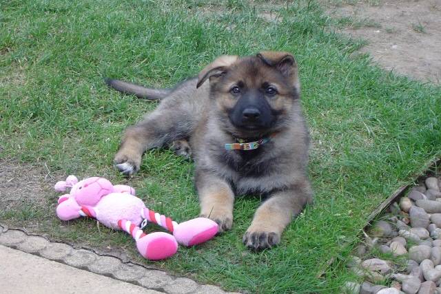 Katy White-Foot in her new home now known as Remi and destined to be a police dog. Don’t let the cute pink toy fool you as this will shortly be disembowelled. Good luck and best wishes to her handler, Terry