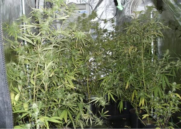 Cannabis plants recovered in Rochdale