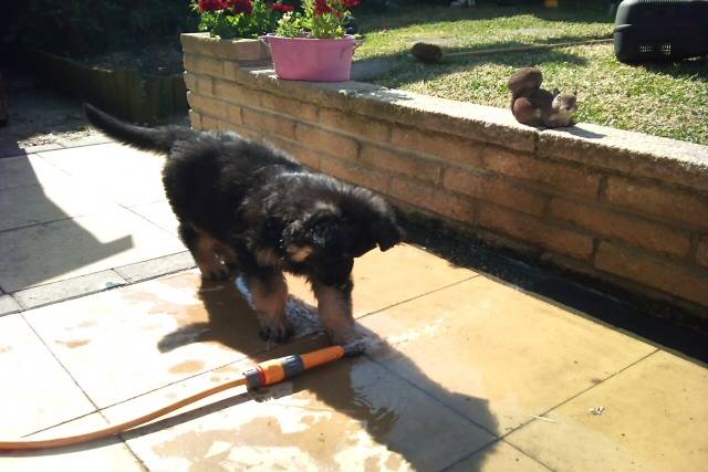 Isla is settling in very well in her new home and here we can see her working out how to flaunt the hose pipe ban