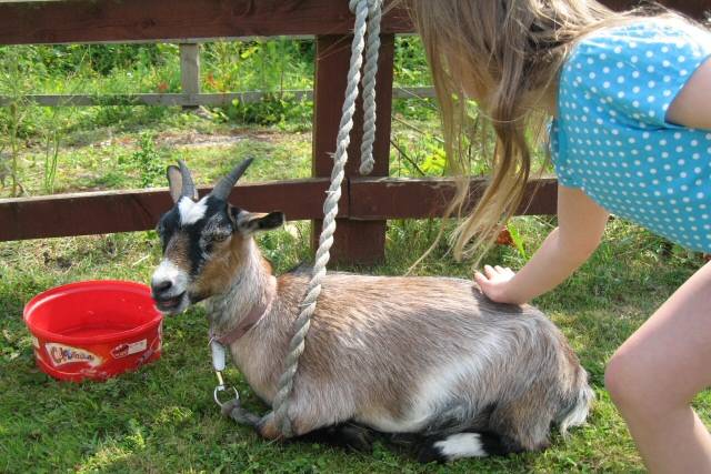 Pet’s Corner was popular with the children