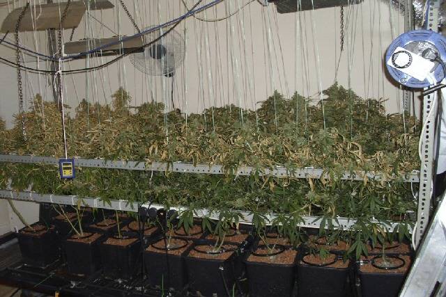 The Cannabis farm found in a raid today (Wednesday 4 August 2010)