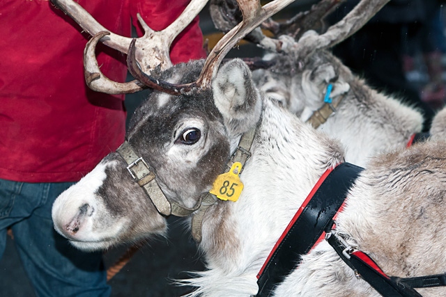 Reindeer Parade