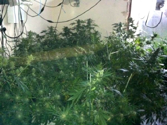 Some of the plants found by police