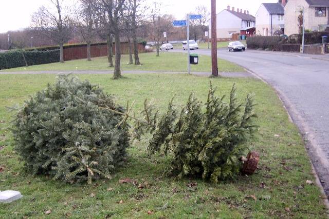 The Christmas trees which were dumped close to the official collection point