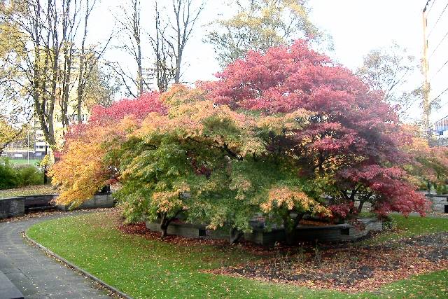 The trees in their former glory in the memorial gardens