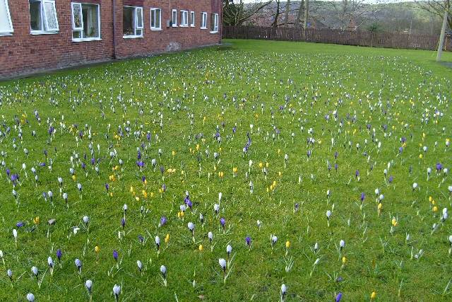 The crocuses are proving a real talking point