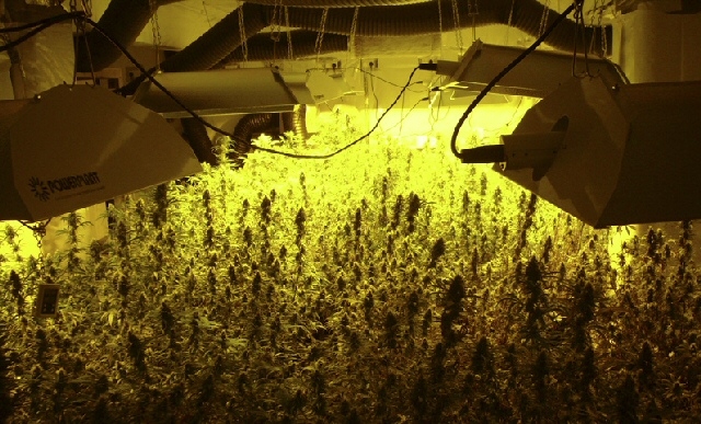 The cannabis farm