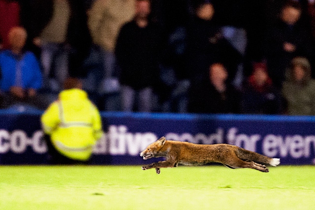 Fast legs - a fox 'invades' the pitch!<br \>Rochdale v Bradford City