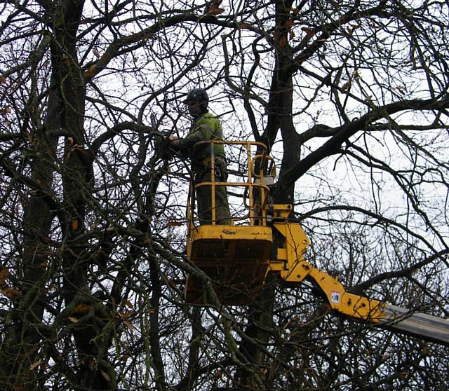 Tree surgeon at Hopwood Hall College Middleton campus