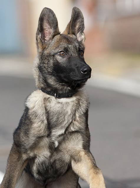 Police German Shepherd puppies