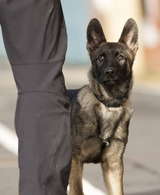 Police German Shepherd puppies