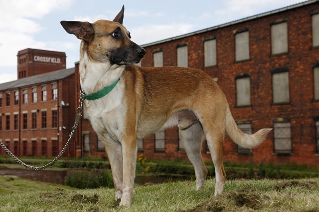 Lassie is one of the dogs featuring in the a book and exhibition