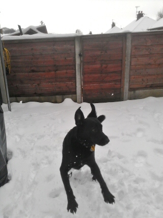 Jo Jacks' puppy Danny out in the snow in Littleborough
