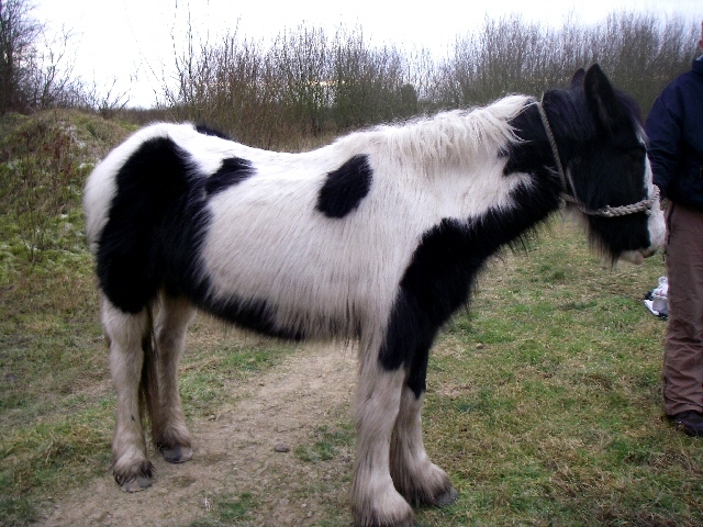 The cob-type filly found dumped on some scrub land in Heywood last December