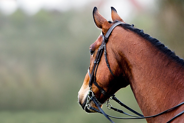 Rochdale & District Riding Club