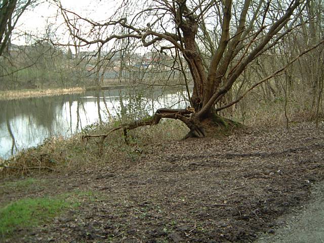 Boarshaw Clough in 2005