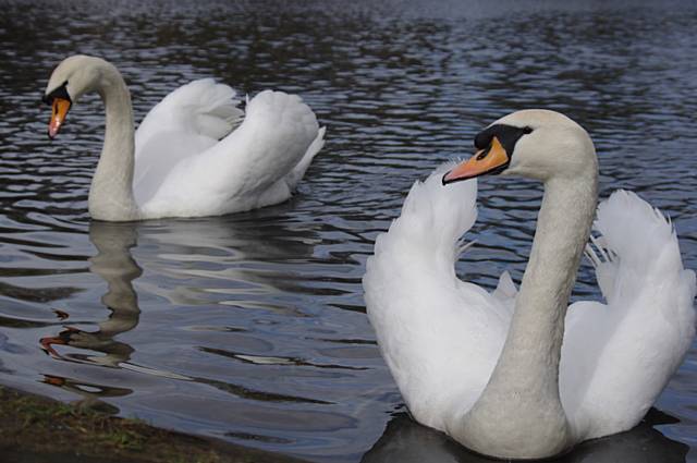 Swans at Boarshaw Clough