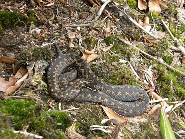 Adder