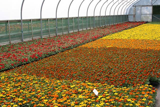 Rochdale Borough Council’s Bowlee Nursery has grown almost 200,000 red, orange and yellow flowers to celebrate the United Nations International Year of Co-operatives