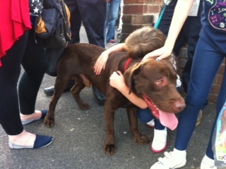 Firefighters and volunteers reunite Shaw residents with pets