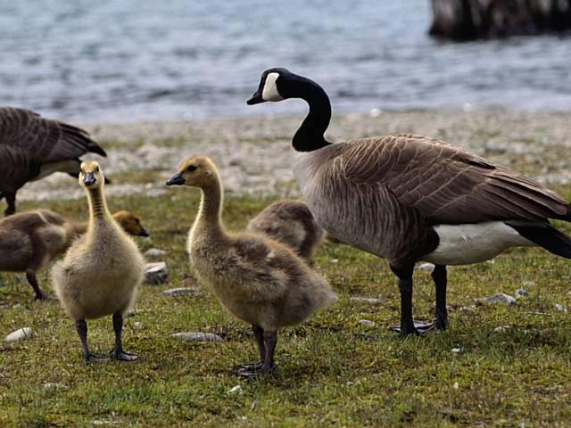 The goslings – which had been left without parents following a spate of cruel attacks – are doing well, and have been adopted by other Canada geese on the water (file photo)