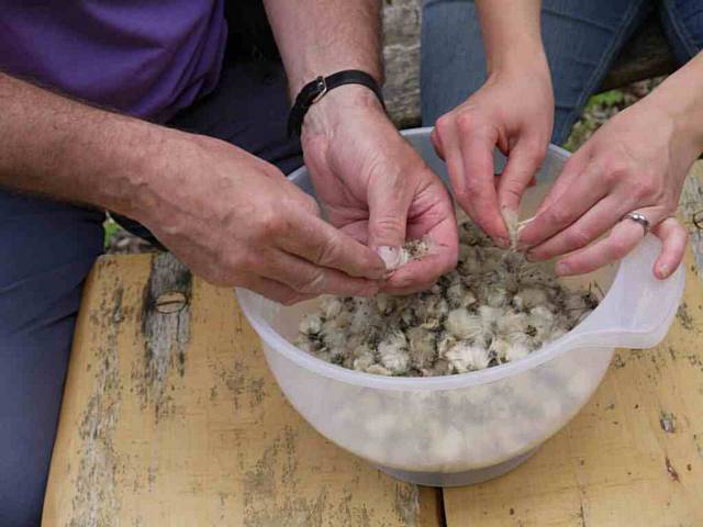 Cotton grass seeds, which are collected, propogated and replanted as part of the restoration project taking place on sections of the moorland