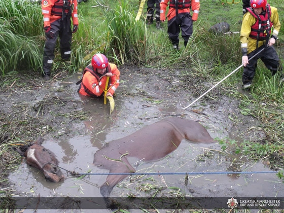 Jeremy the shire horse recued by firefighters