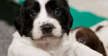 Greater Manchester Police search dog puppy