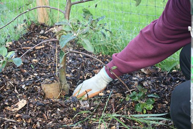 Create your own leaf mould - which you can use to mulch your tree - adding the nutrients back to the soil