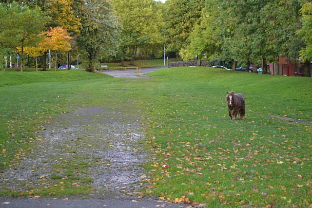 Shetland pony rescued from the Ewood area 