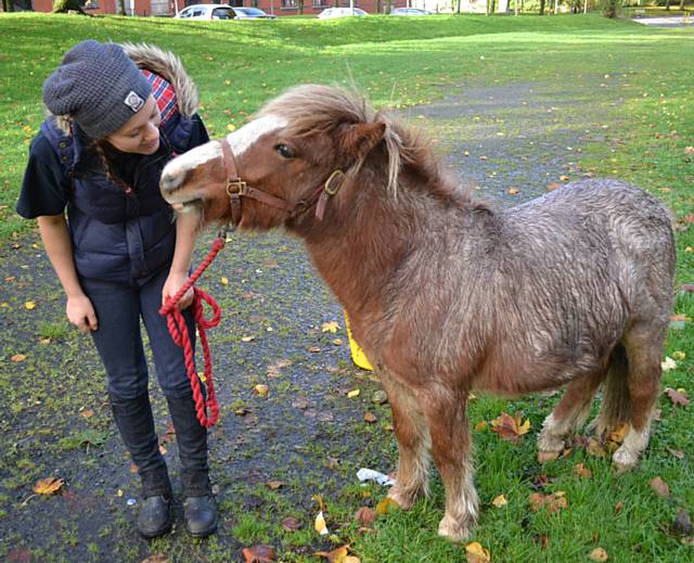 Shetland pony rescued from the Ewood area 