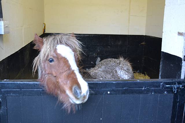 Shetland pony rescued from the Ewood area 