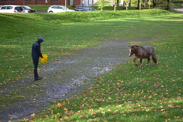 Shetland pony rescued from the Ewood area 