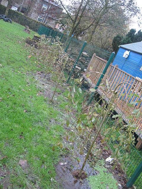 The 2 year old wetland willow trees class 3 at St John with St Michael CE Primary School planted