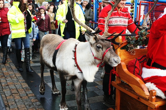 Reindeer - Middleton Reindeer Parade