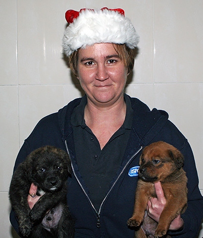 RSPCA Animal Centre Deputy Manager Chan Taylor with puppies Jessie and Aston