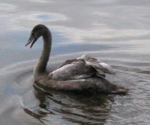 The rescued swan 