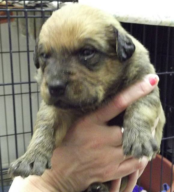 RSPCA Rochdale needs help with abandoned puppies
